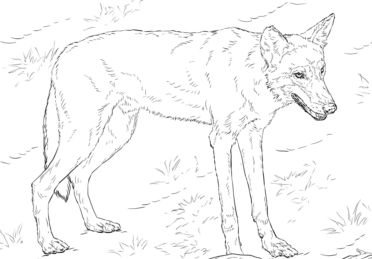 Coloriage Loup Rouge Réaliste Dans La Forêt - Loup à imprimer