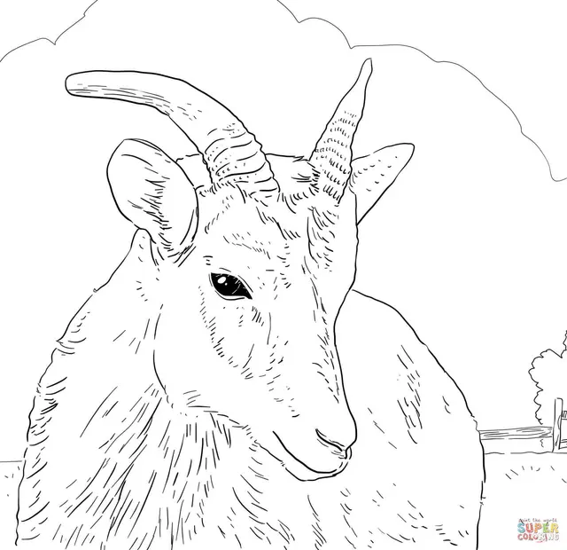 Coloriage Mouflon Canadien De La Ferme - Mouton à imprimer
