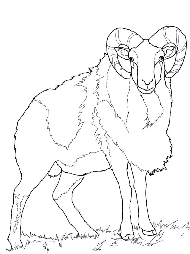 Coloriage Mouton Mouflon - Mouton à imprimer