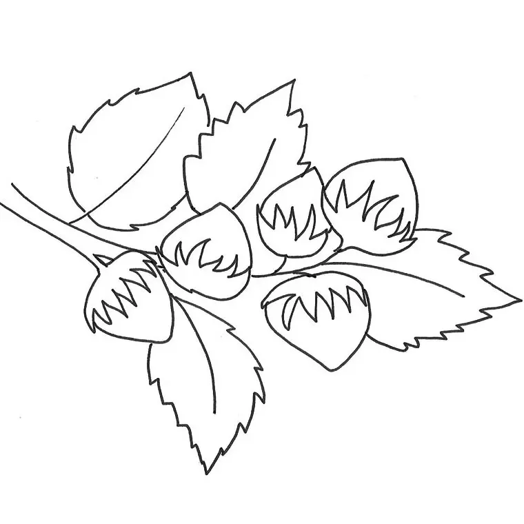 Disegno di Nocciola da stampare