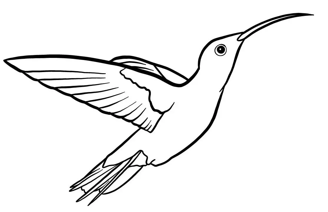 Tiny Hummingbird coloring page to print