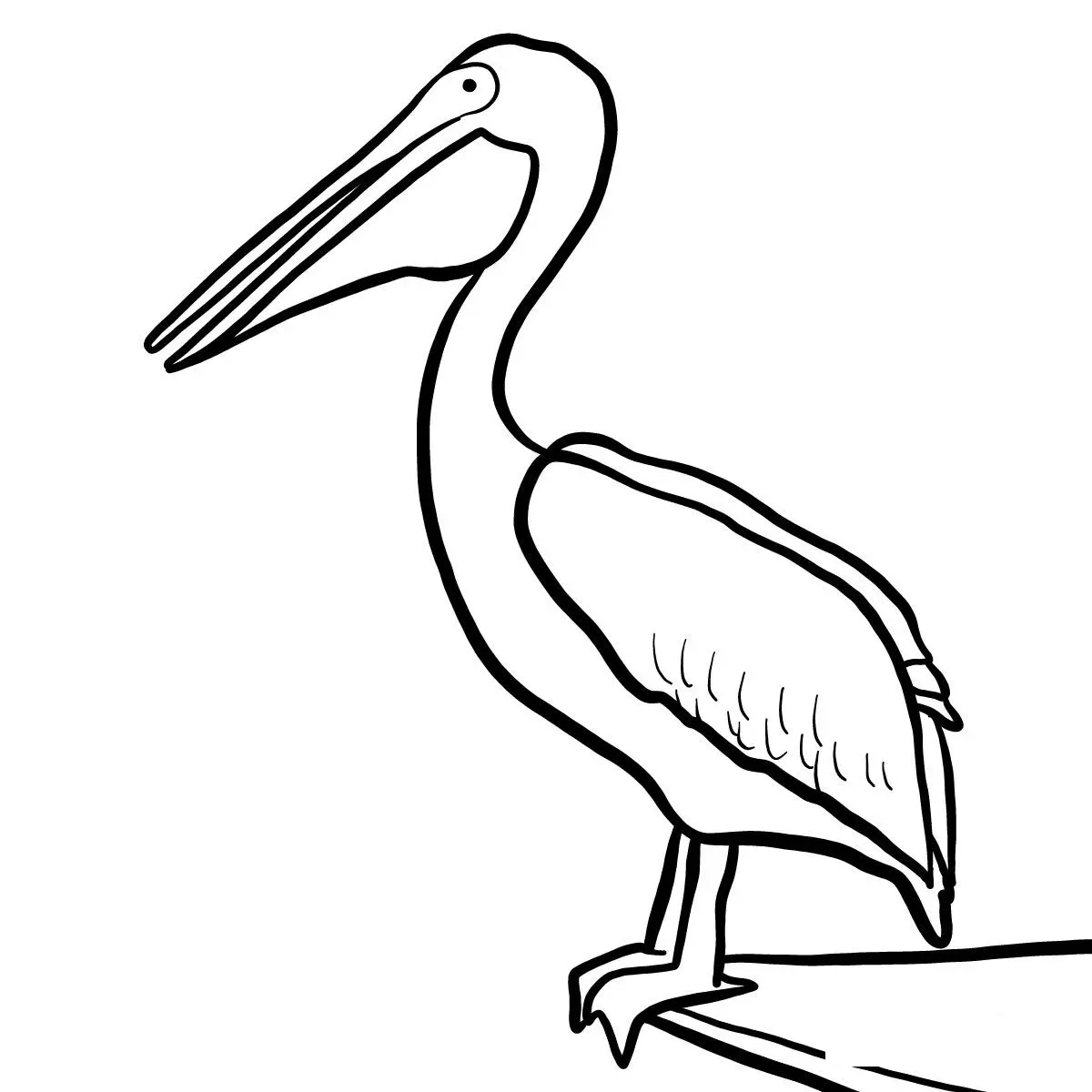 Pelican Bird coloring page to print