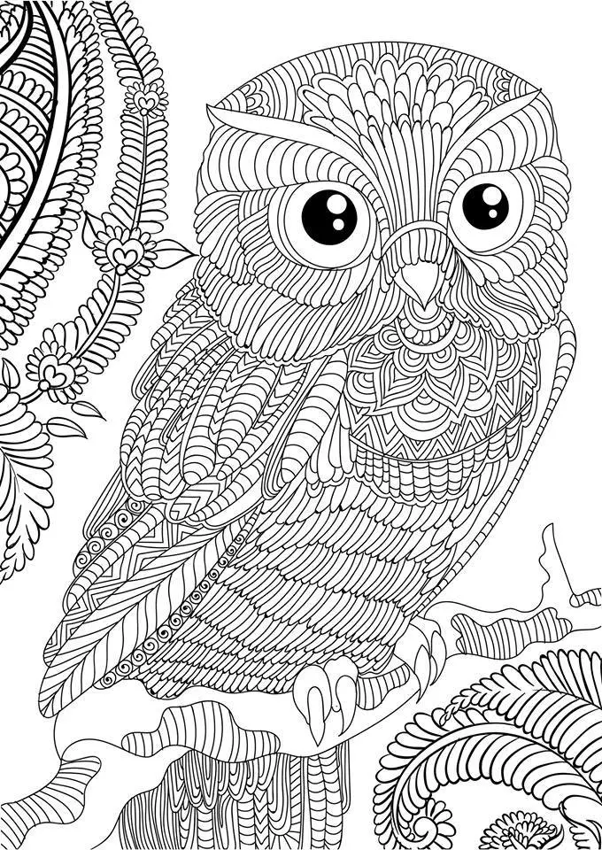 Coloriage Owl Adult Animal Anti Stress - Adulte à imprimer