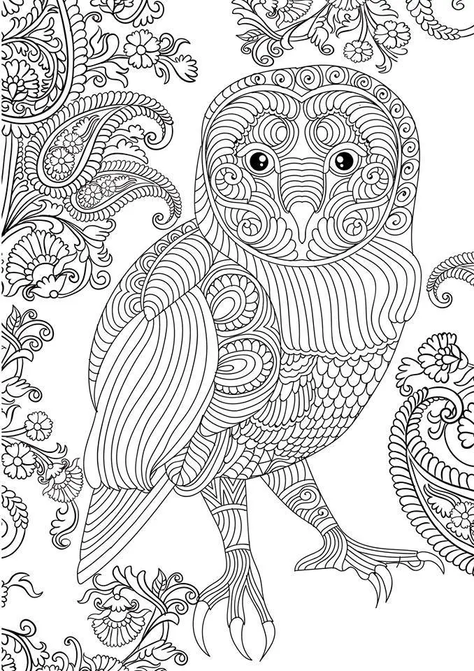 Coloriage Hibou magnifique - Difficile - Adulte à imprimer