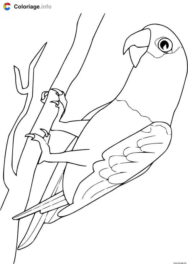 Coloriage Perroquet gris du Gabon - Perroquet à imprimer