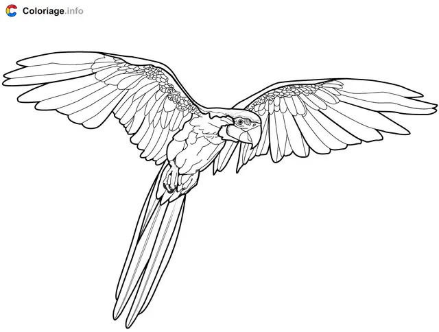 Coloriage Perroquet oiseau exotique - Perroquet à imprimer