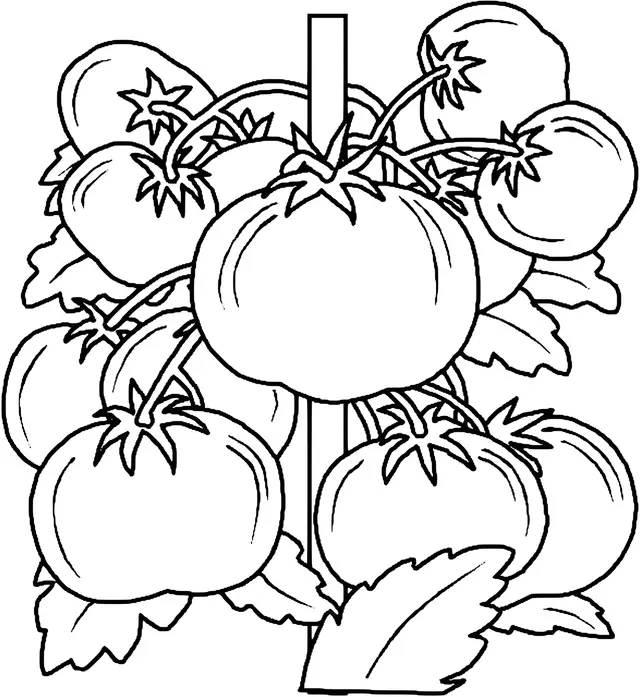 Coloriage Plan De Tomates - Tomate à imprimer