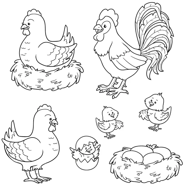 Coloriage Poule Coq Poussins - Poule à imprimer