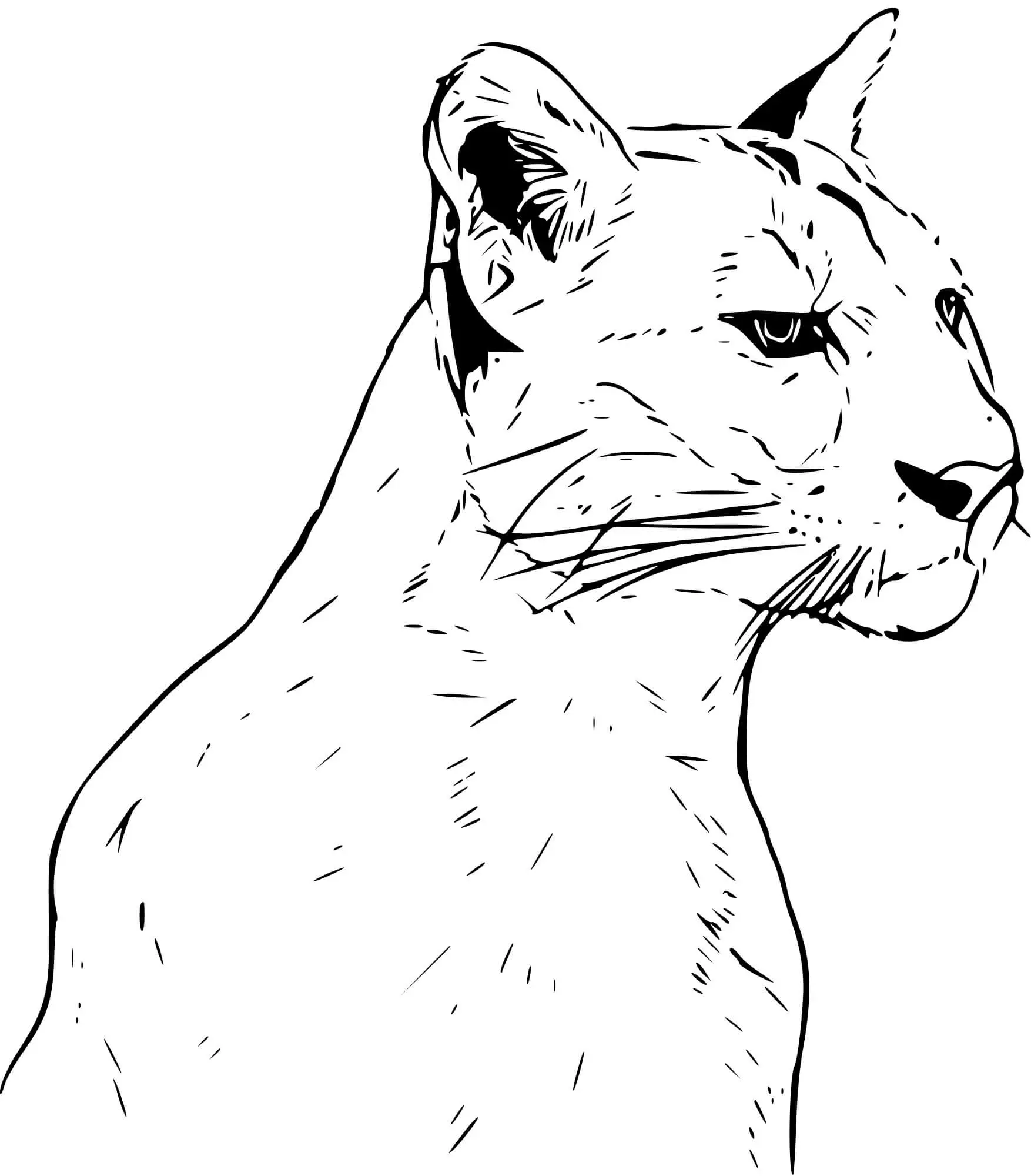 Coloriage Puma Panthere Réaliste - Puma à imprimer