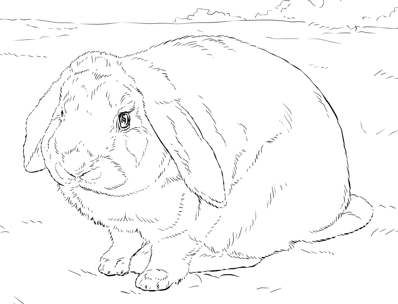 Coloriage Réaliste Lapin - Lapin à imprimer