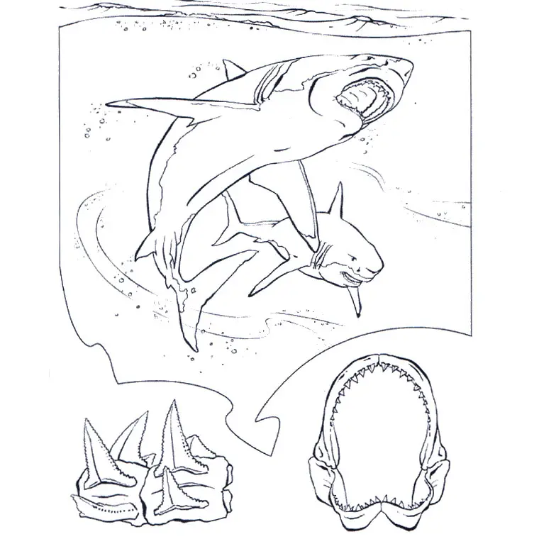 Coloriage Requin Blanc - Animaux à imprimer