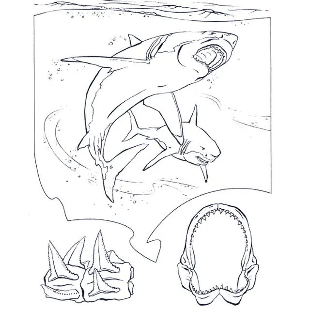 Coloriage Requin Blanc - Requin à imprimer