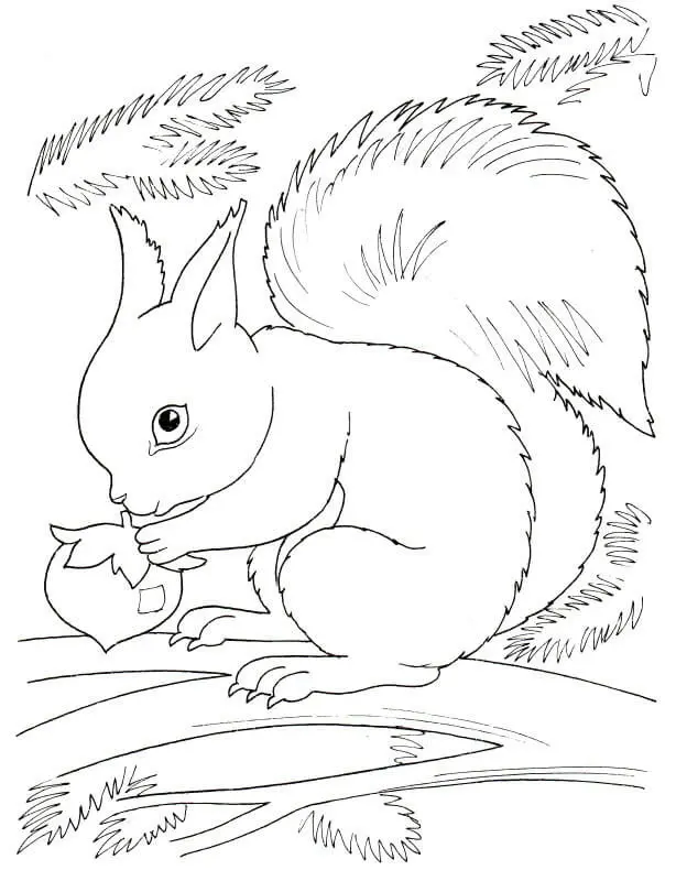 Coloriage Squirrel Automne - Automne à imprimer