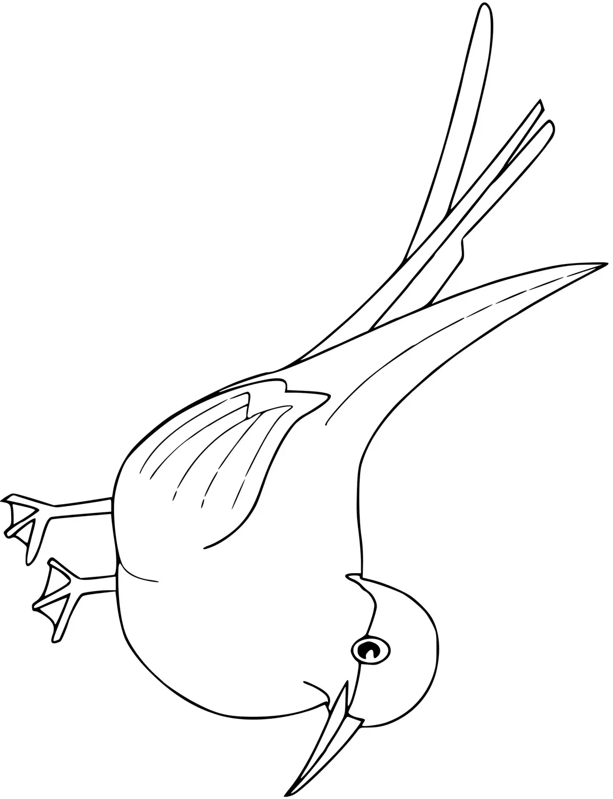 Arctic Tern Bird coloring page to print