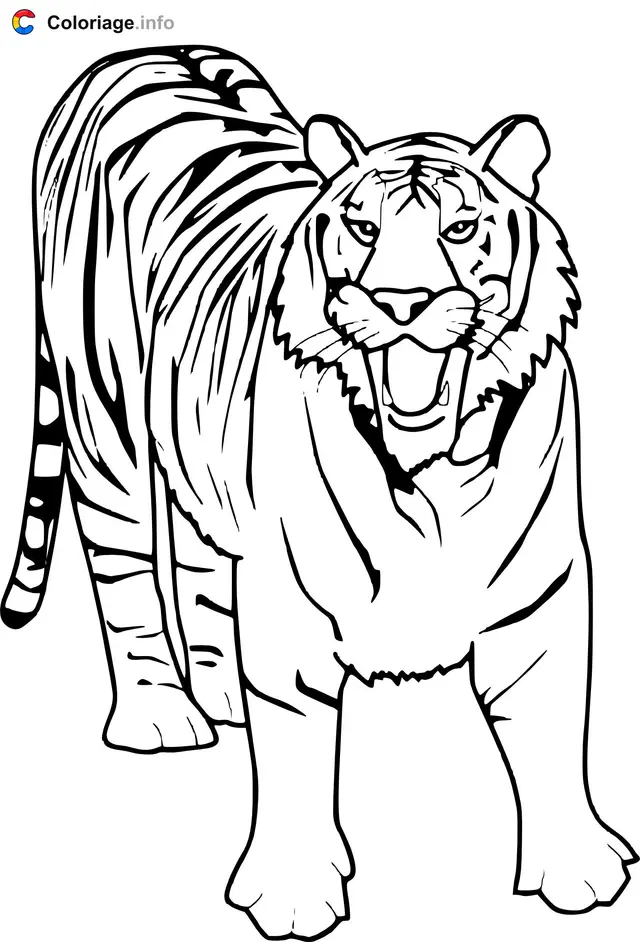 Coloriage Tigre blanc - Tigre à imprimer