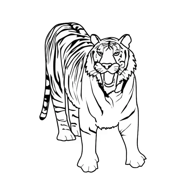 Coloriage Tigre Blanc - Tigre à imprimer