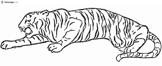Coloriage Tigre en plein saut - Tigre à imprimer