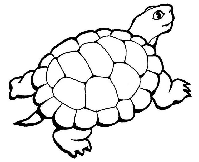 Coloriage Tortue Avec Queue - Animaux à imprimer