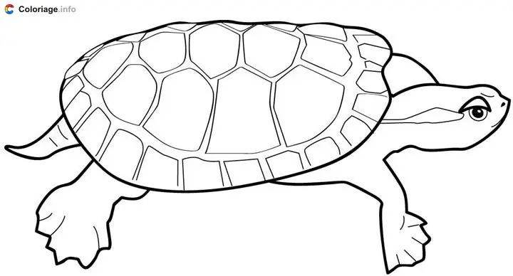 Turtle with a Flat Shell coloring page to print