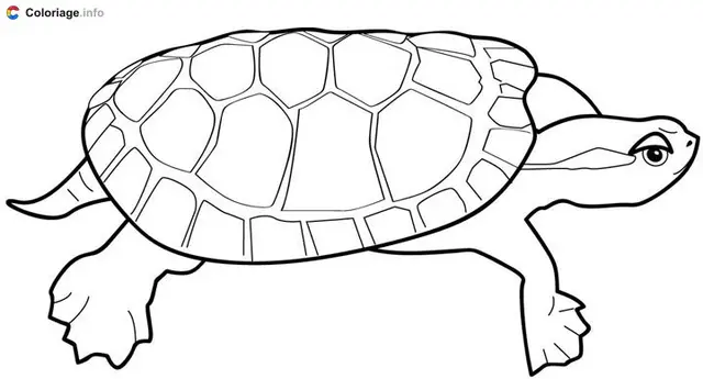 Coloriage Tortue avec une carapace plate - Tortue à imprimer
