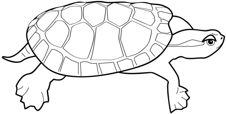 Coloriage Tortue Avec Une Carapace Plate - Animaux à imprimer