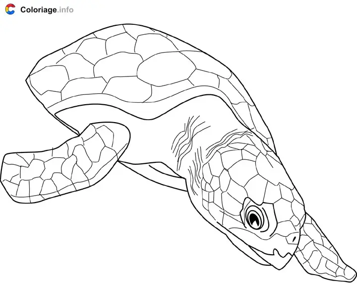 Loggerhead Sea Turtle coloring page to print