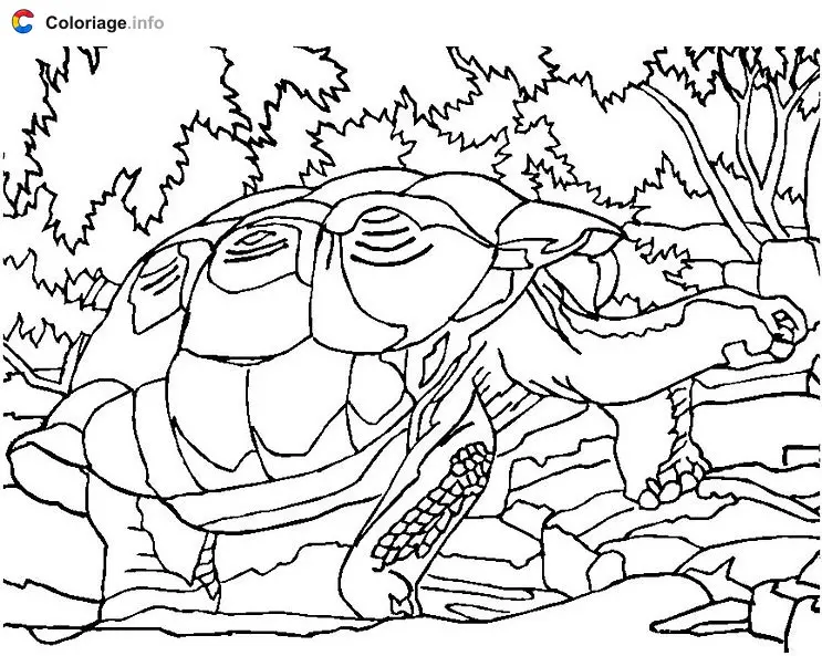 Turtle in the Forest coloring page to print