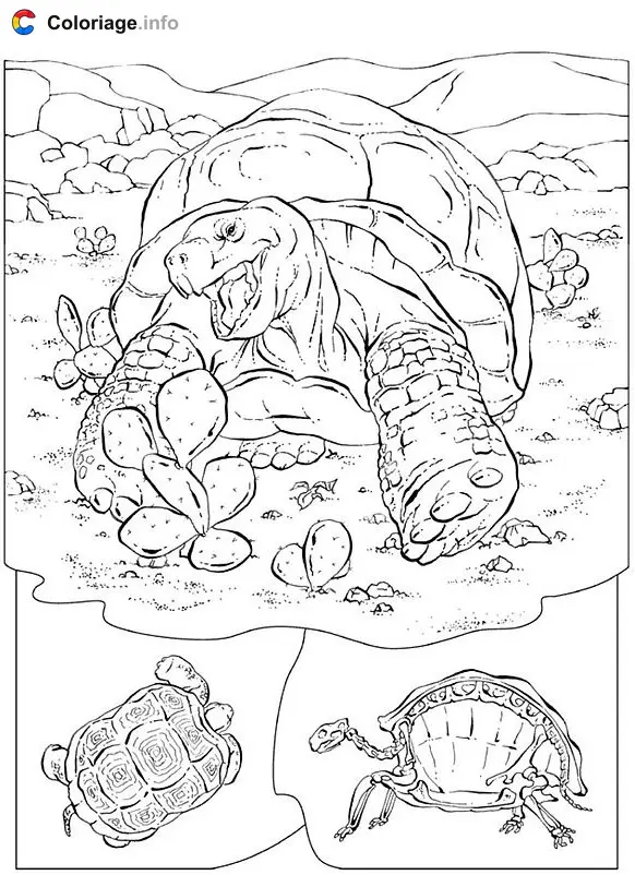 Land Turtle coloring page to print