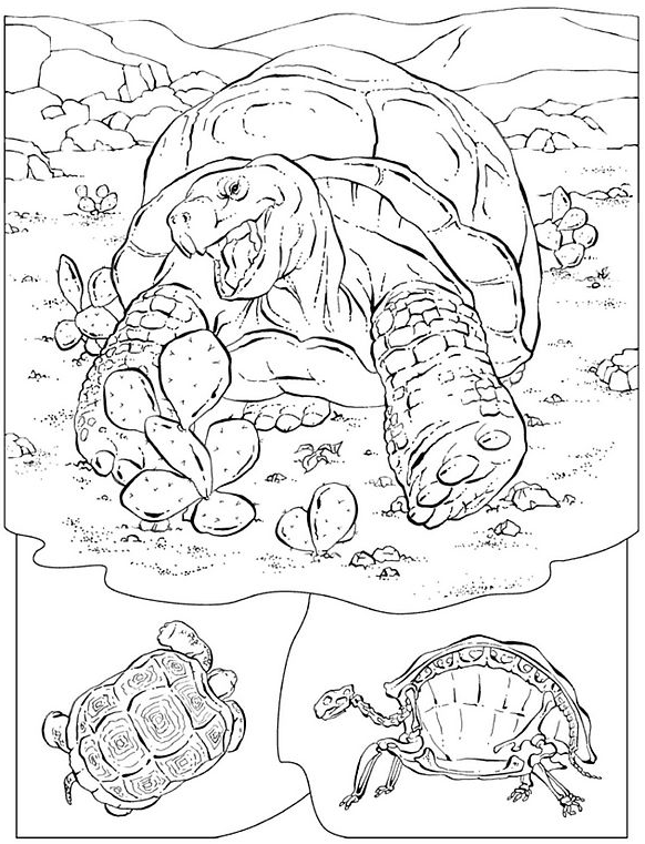 Coloriage Tortue Terrestre - Animaux à imprimer