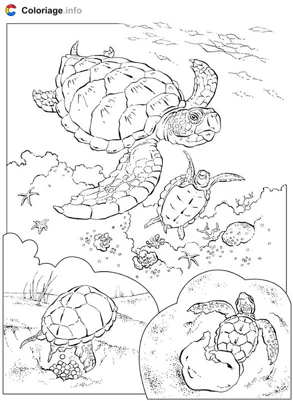 Sea Turtles coloring page to print