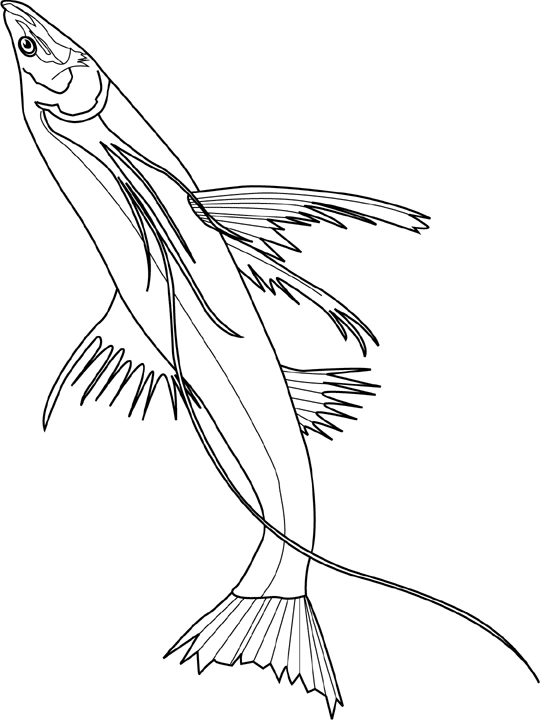 Coloriage Tripodfish - Poisson à imprimer