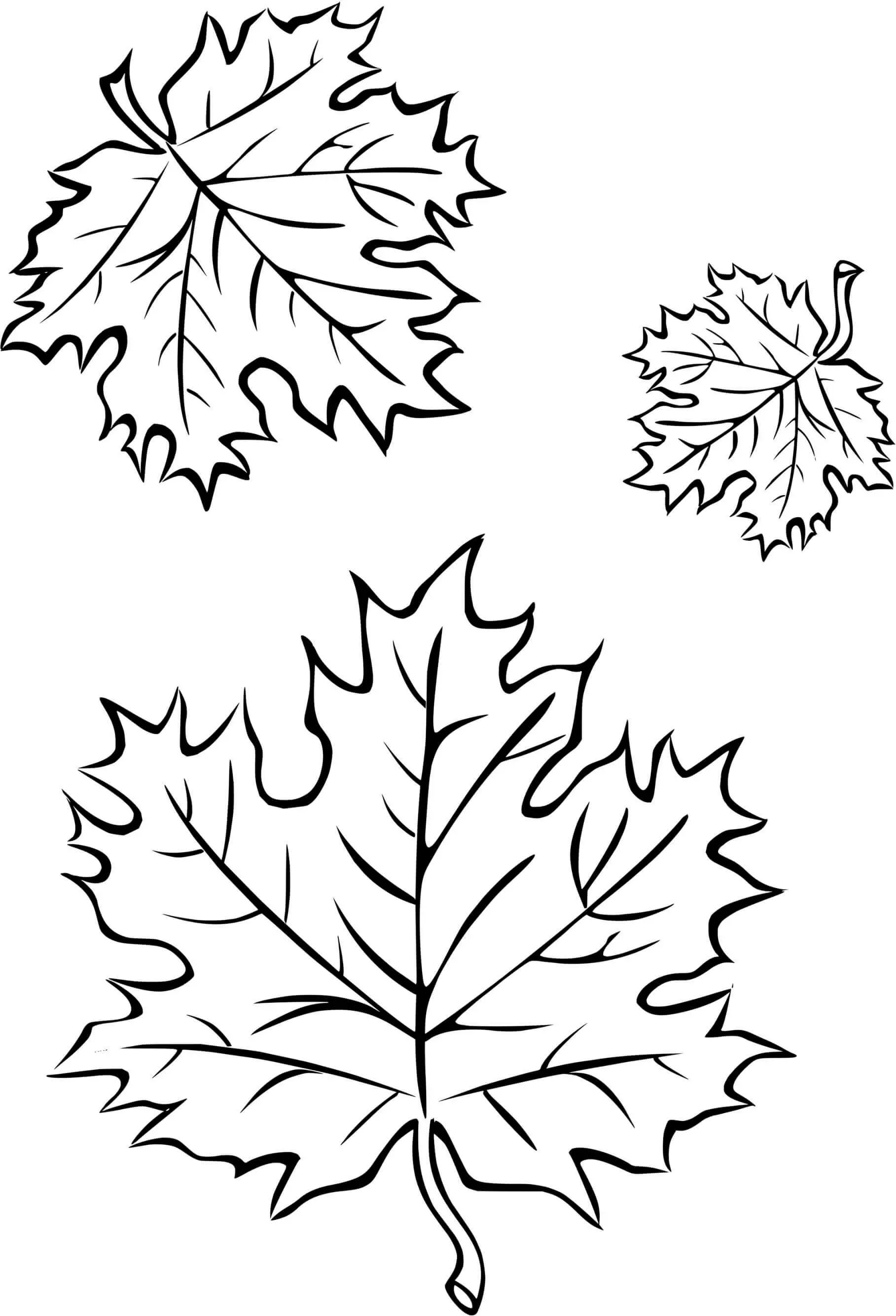 Coloriage Trois Feuilles Automne - Feuille automne à imprimer