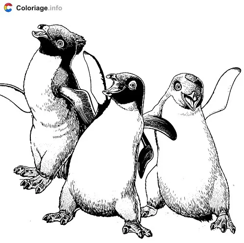 Three Penguins coloring page to print
