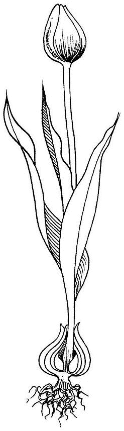 Coloriage Tulipe Racine Fleur Fermee - Fleurs à imprimer