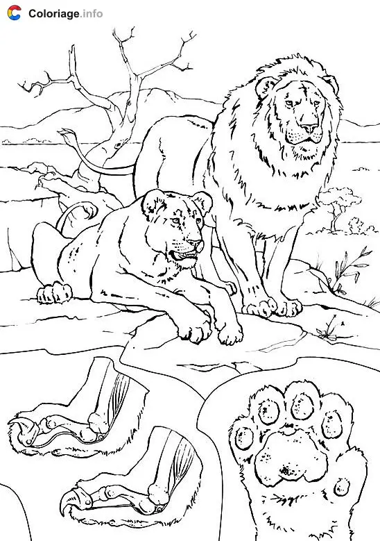 Lion and Lioness coloring page to print