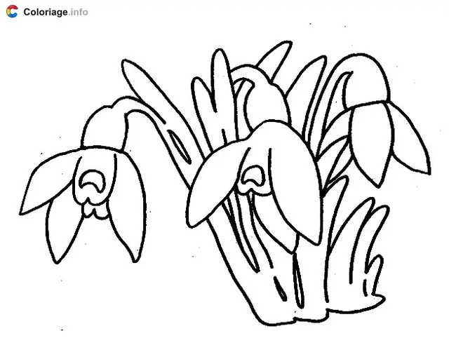 Coloriage Un perce-neige fleuri en hiver - Plantes à imprimer