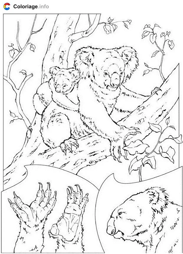 Koala Family in the Forest coloring page to print
