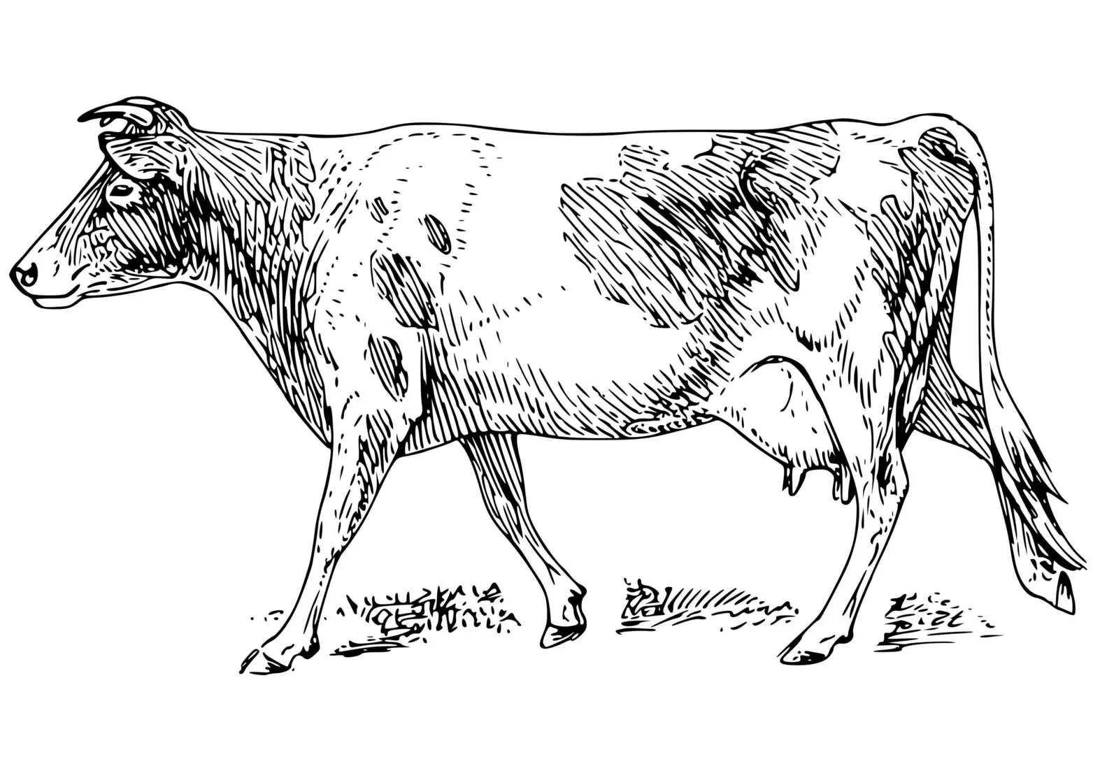 Coloriage Vache Réaliste - Vache à imprimer