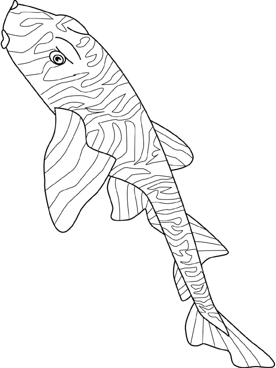 Coloriage Zebra Bullhead Shark - Poisson à imprimer