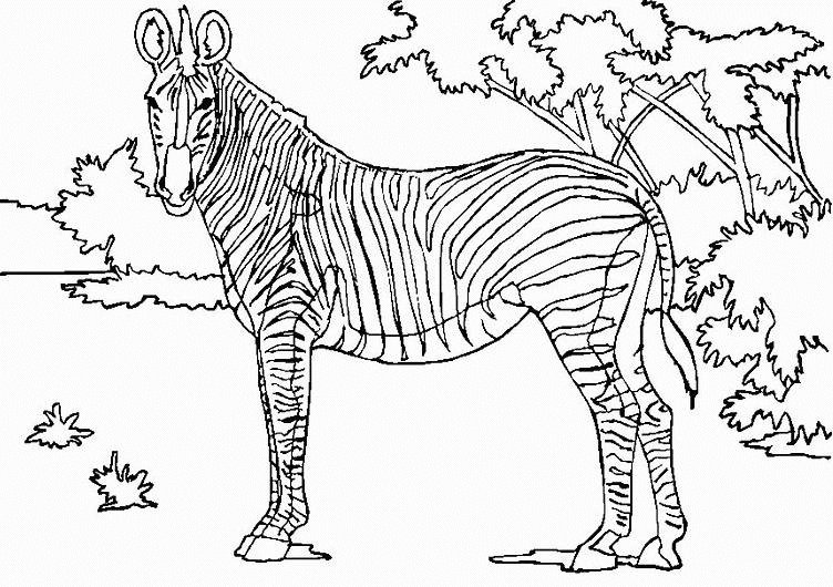 Coloriage Zèbre En Savane - Zèbre à imprimer