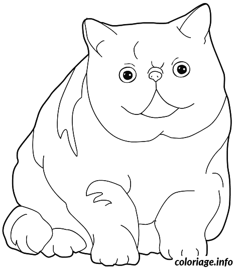 Coloriage Chat exotic shorthair - Chat à imprimer