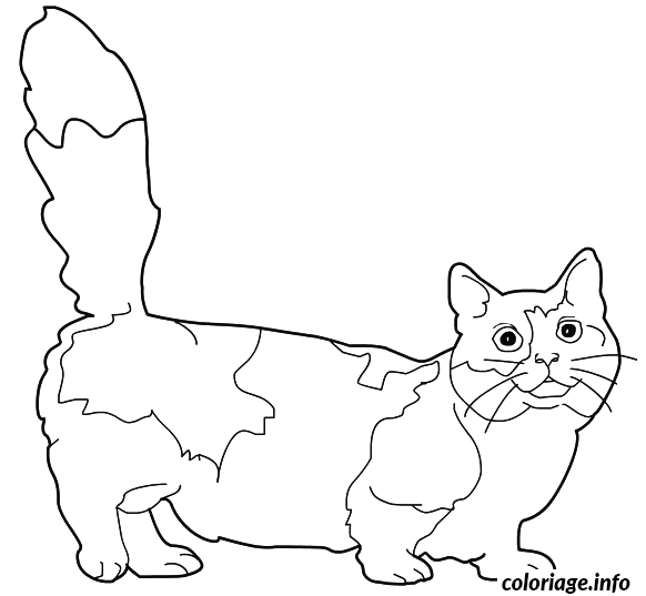 Coloriage Chat munchkin - Chat à imprimer