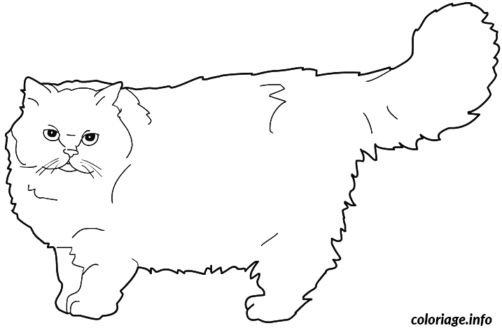 Coloriage Chat persan - Chat à imprimer