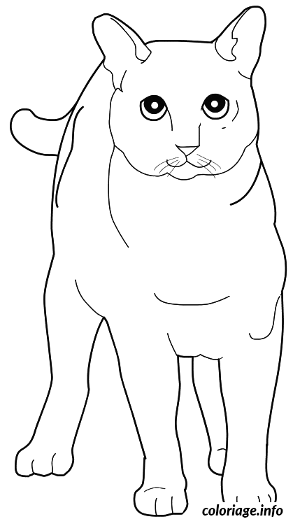 Coloriage Chat tonkinois - Chat à imprimer