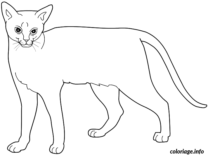 Coloriage Chat abyssin bunny cat - Chat à imprimer
