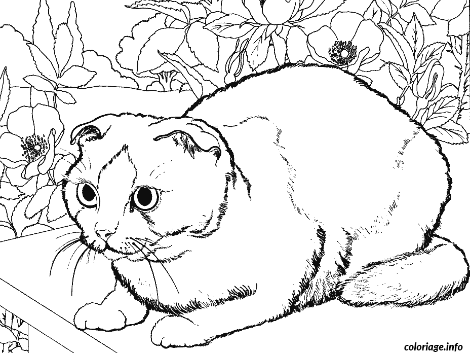 Coloriage Un chat - Chat à imprimer