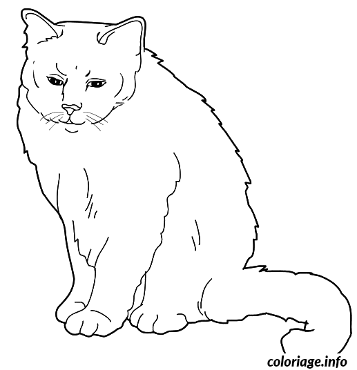 Coloriage Chat sacre de birmanie - Chat à imprimer