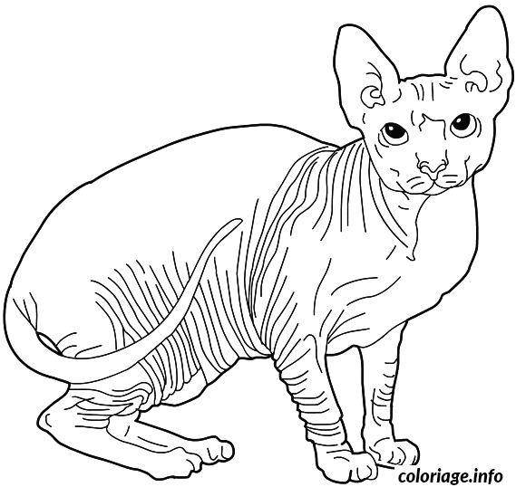 Coloriage Chat sphynx - Chat à imprimer