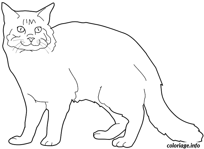 Coloriage Chat maine coon - Chat à imprimer