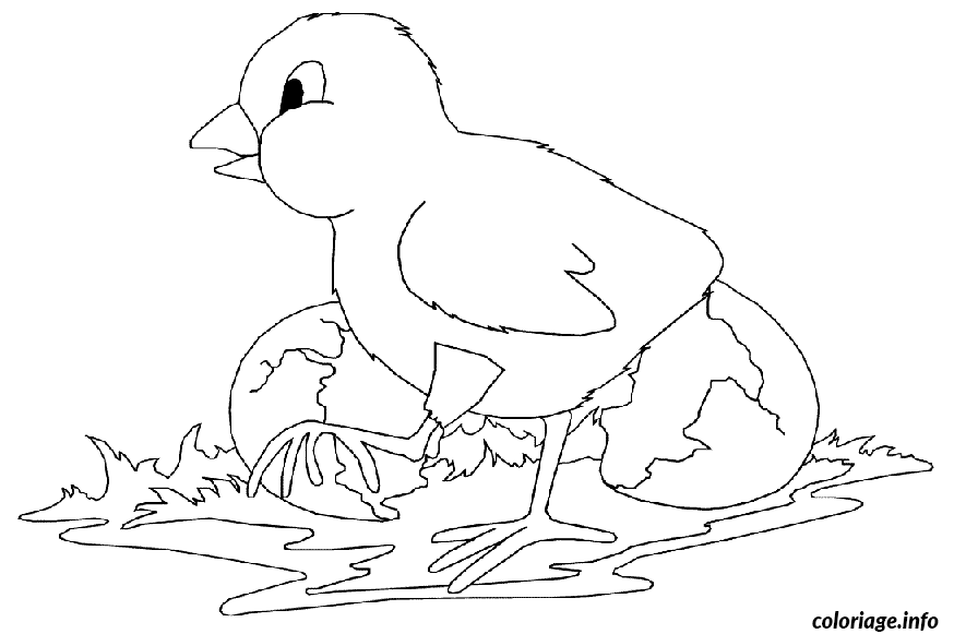 Coloriage Pâques eclosion poussin - Poussin à imprimer